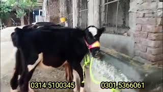 jersey Friesian  holstein friesian heifers for sale in Punjab Pakistan  apna village farming tv [upl. by Nylaras18]