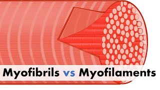 Myofibrils vs Myofilaments [upl. by Gavrilla]