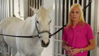 EQUINE VET How to Check Your Horses Vital Signs [upl. by Lraep]