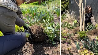 Spring Garden Maintenance Dividing Hellebores Trimming Boxwoods Edging Removing Ornamental Grass [upl. by Drugge]