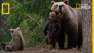 Une mère et ses oursons [upl. by Etrem]