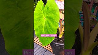 Colocasia Pink China Growth and Pups pups shorts usa [upl. by Selohcin]