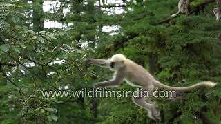 Langur monkeys jump between trees in the Himalaya rare slow mo capture [upl. by Themis]