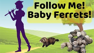 Adorable 7WeekOld Ferret Kits Cant Stop Following Me Around [upl. by Araem976]