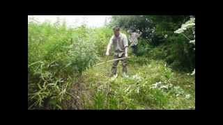 Scythe Haymaking [upl. by Rosalie]