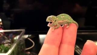 BABY CHAMELEON Changes Color Pattern 1 DAY OLD [upl. by Fagaly]