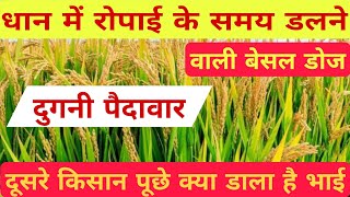 धान में रोपाई के समय डलने वाली बेसल डोज  paddy agriculture farming [upl. by Onitnatsnoc]