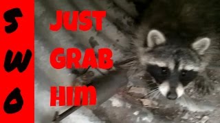 Releasing a raccoon from a dog proof trap [upl. by Enicul]