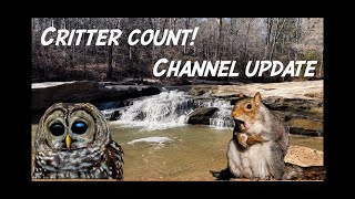 Owl update Critter Count and Channel News [upl. by Atsylac]