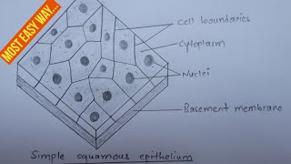 How to draw simple squamous epithelium bigyanthapa  most easy way [upl. by Anrev]