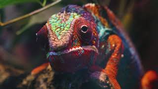 Amazon Jungle Chameleon Lizard [upl. by Lyrad701]