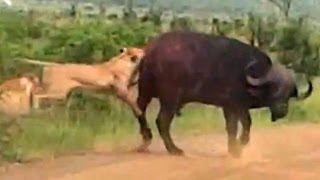 Lion Versus a Big Buffalo Bull  Latest Wildlife Sightings [upl. by Nwahsid]