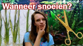 Hoe SNEL groeien planten WANNEER moet je SNOEIEN Nickey [upl. by Eimac]