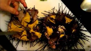 How to Open a Sea Urchin Uni 海胆 [upl. by Akeyla]