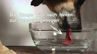 Wie trinken Hunde [upl. by Yednil]