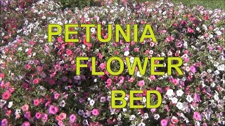 Petunia Flower from Seed  Planted in Garden Beds [upl. by Notsuh]