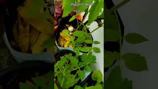 മട്ടുപ്പാവ് കൃഷി part 2 terracegardening farming organic organicfarming wastemanagement [upl. by Yuh]