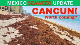 Sargassum in CANCUN HOTEL ZONE Seaweed Report  April 24 2024 seaweed sargassum mexico [upl. by Aihseit]