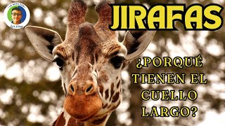 JIRAFAS ¿PORQUÉ TIENEN EL CUELLO LARGO [upl. by Anirtac]