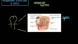 Microscopic Structure of Bone  the Haversian System [upl. by Madalyn211]