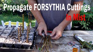 Propagate Forsythia Cuttings Under Mist [upl. by Lever]