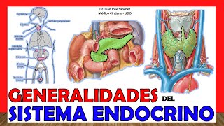 🥇 SISTEMA ENDOCRINO en 12 Minutos ¡Fácil y Sencillo [upl. by Nita264]