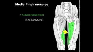 Medial compartment thigh muscles [upl. by Huskey]