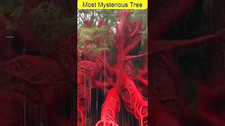 ऐसा पेड़ जिसे काटने से निकलता है इंसानों जैसा खून😱  Most Mysterious Tree  Bloodwood Tree  shorts [upl. by Ylus462]