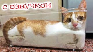 ПРИКОЛЫ С КОТАМИ С озвучкой МЕГАРЖАЧНЫЕ СМЕШНЫЕ КОТЫ Самые смешные животные [upl. by Ahsinawt532]