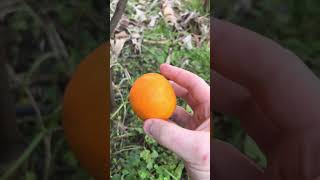 Young Mandarin tree fruit garden fruit australia sustainability mandarin growyourownfood [upl. by Azilem274]