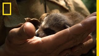 How to Raise a Baby Raccoon  Live Free or Die DIY [upl. by Gnoz]