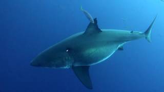 Island of the Mega Shark The Biggest Great White Ever Filmed [upl. by Reeba]