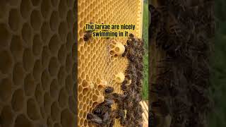 Honey Bee  Queen Cells and Royal Jelly [upl. by Ronna659]