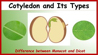 What is Cotyledon Difference between Monocotyledon amp Dicotyledon with Examples  Monocot Vs Dicot [upl. by Soinotna164]