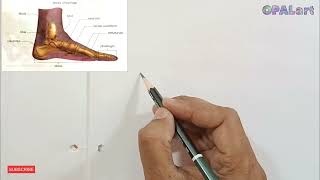 How to draw Human Skeleton Bones of Foot [upl. by Benjy341]