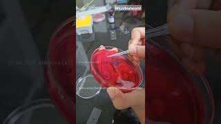 Coagulase test  Procedure  Microbiology shorts trending microbialworld [upl. by Yhtommit]