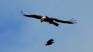 Bearded Vulture Gypaetus barbatus in the High Atlas Morocco [upl. by Bergen121]