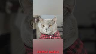 8000 டூ 80000 ரூபாய் லிப் இன்ஜெக் ஷன்  Cat vs Lip Injections  SIMPLE WORLD [upl. by Annayehc870]