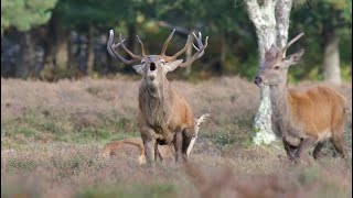 Red deer rut  Pure action [upl. by Seigler]