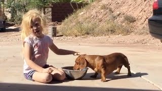 34 Cute and Funny Dachshund Videos Instagram  Adorable Sausage Dogs Videos Try Not To Laugh [upl. by Lati285]