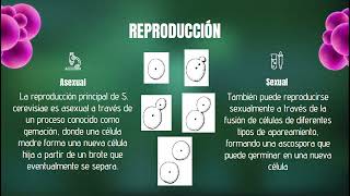 MicrobiologíaSaccharomycesCerevisiaeexplicacion [upl. by Anairuy]