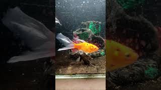 Gold fish and Koi fish tank subscribe ytshorts aquarium fish fishingvideo aquascape goldfish [upl. by Leynad]