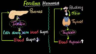 Hormone feedback mechanism  Control amp Coordination  Biology  Khan Academy [upl. by Ritz886]