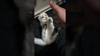 Trapping a vicious Lion Munchkin Kitten is adorable 😍 [upl. by Kcinomod411]