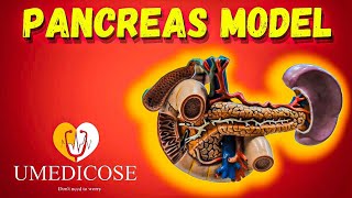 Pancreas ospe youtube viral anatomy [upl. by Pitzer857]