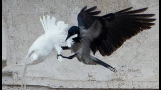 Doves released by Jesuit Pope Francis in a ceremony for Ukraine are attacked by Crow and Seagull [upl. by Ecnerolf591]