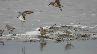 Dunlin Piovanello pancianera Calidris alpina [upl. by Berard]