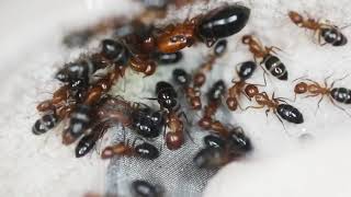 Camponotus decipiens [upl. by Hector214]