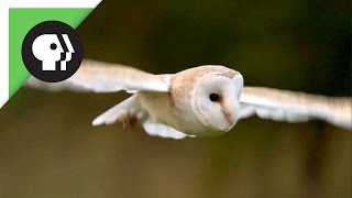 Owl Shows Off Silent Flight Superpower [upl. by Rehpotsirk]