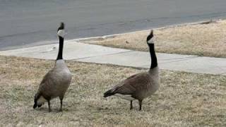 Canada Geese Honking amp Flying Off [upl. by Jaylene403]